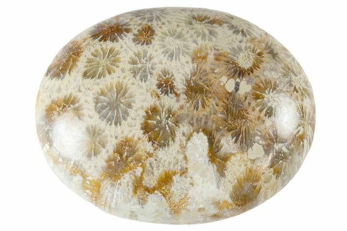 Fossil Coral Pocket Stones From Indonesia - 1.9" Size - Photo 1